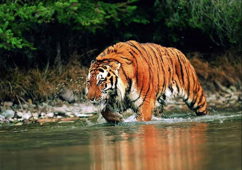 North Karbi-Anglong Wildlife Sanctuary, Karbi Anglong, Assam - Vushii.com North Karbi-Anglong Wildlife Sanctuary, Karbi Anglong, Assam - Vushii.com